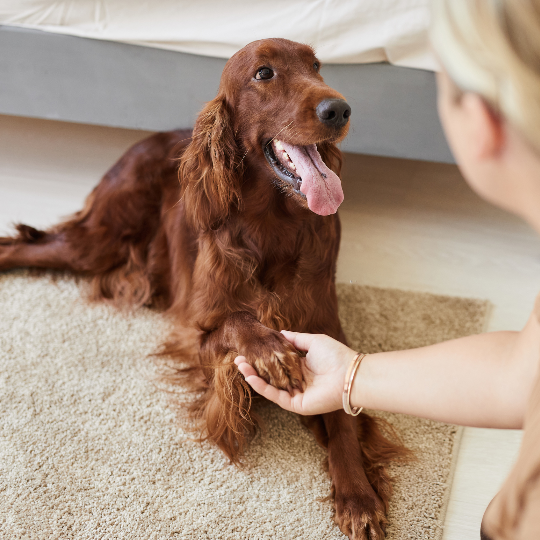 A happy red setter resting beside a person at home