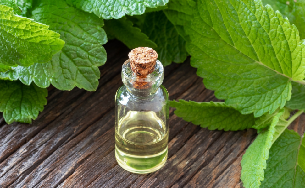 A small glass bottle of lemon balm extract surrounded by fresh lemon balm leaves on a rustic wooden surface