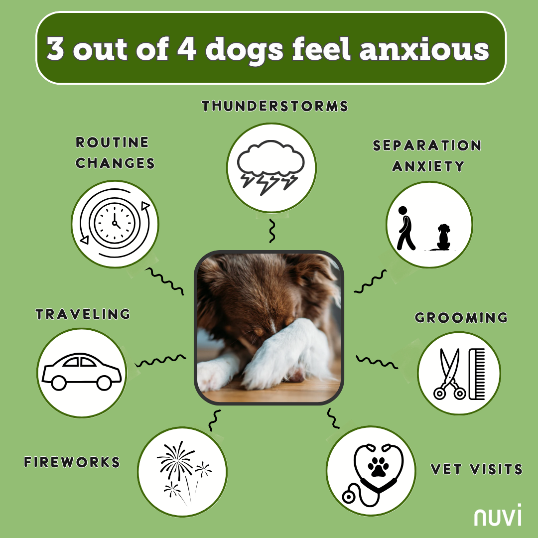 Infographic showing 3 out of 4 dogs feel anxious during thunderstorms, routine changes, and other stressful situations