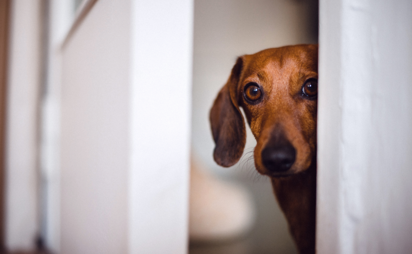 A brown dachshund cautiously peering through a gap between white walls with wide, worried eyes